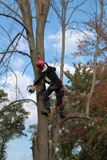 Local Tree Trimming Services a