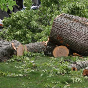 tree removal West Palm Beach FL