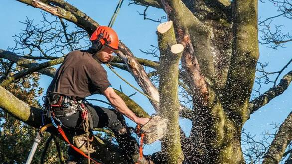Tree Trimming Service at Deerfield Beach, Florida